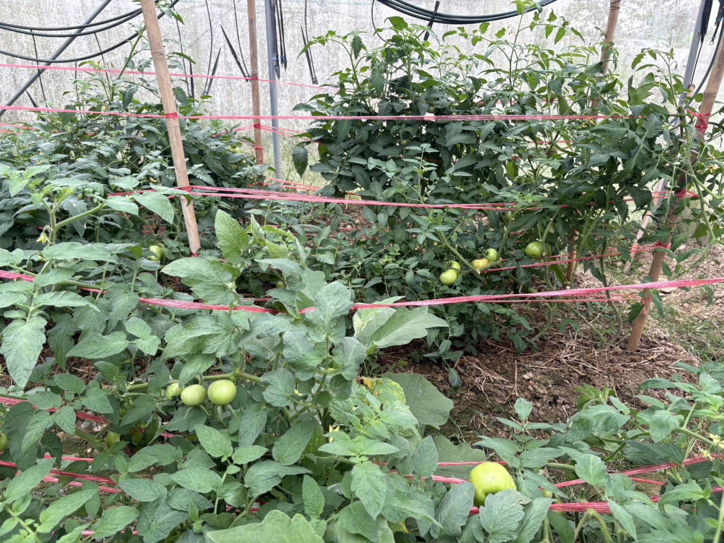 title - ส.ป.ก. ร่วมงาน เทศกาลผักอินทรีย์และของดีวังน้ำเขียว ครั้งที่ 5